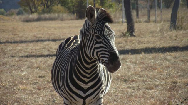 Zebra