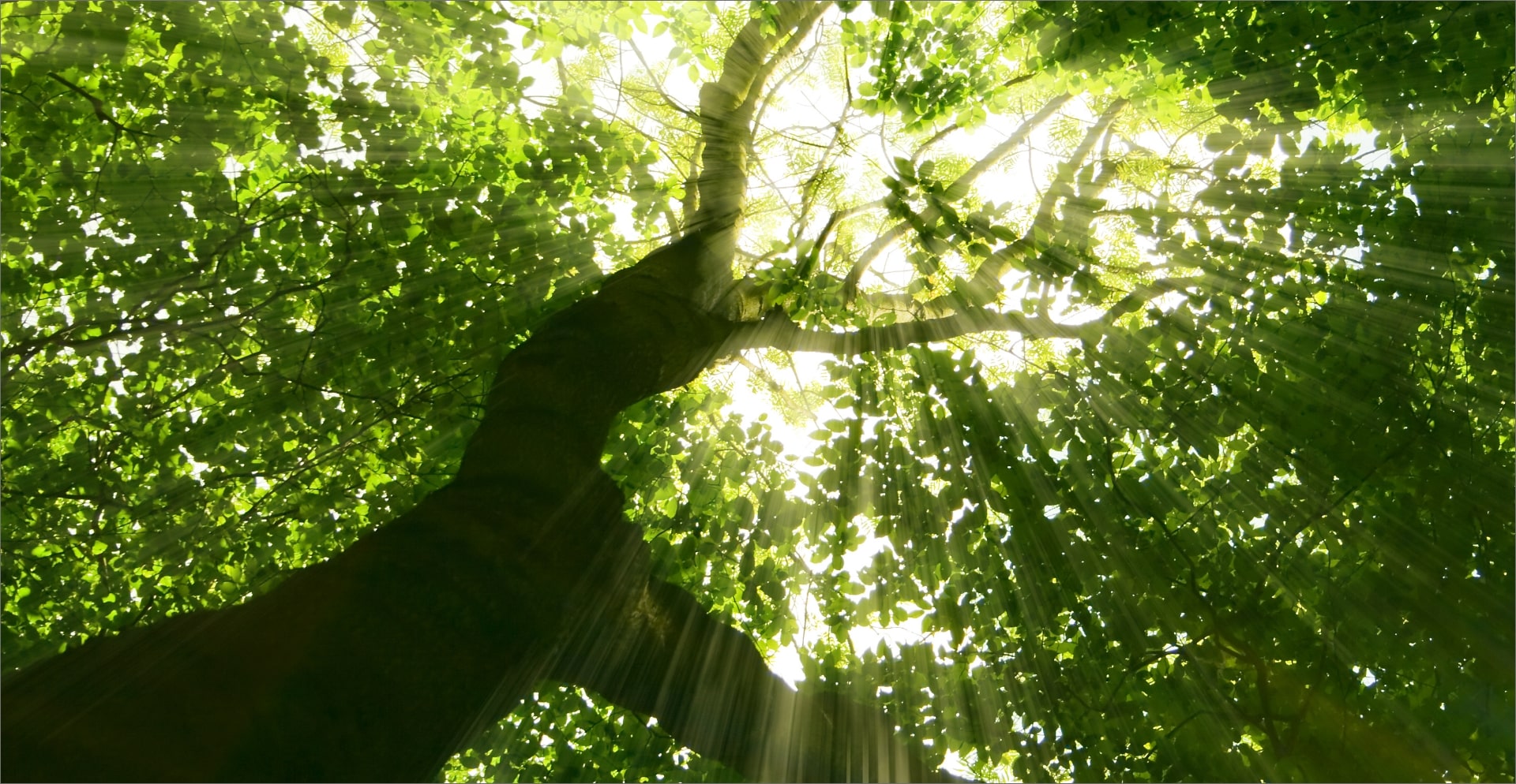 the sunlight streaming through the tree canopy